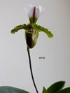 Paphiopedilum spicerianum